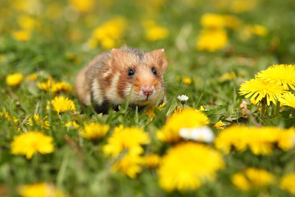 Hamsters are ideal starter pets because they are easy to care for and good for learning how to choose a pet.