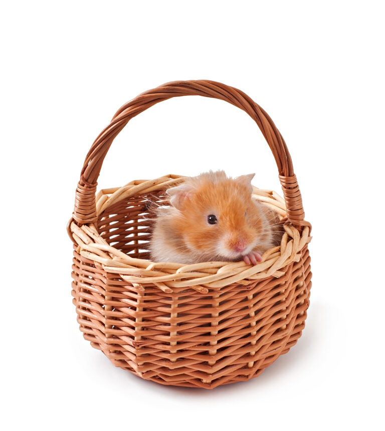 Care Information for Keeping Hamsters as Pets