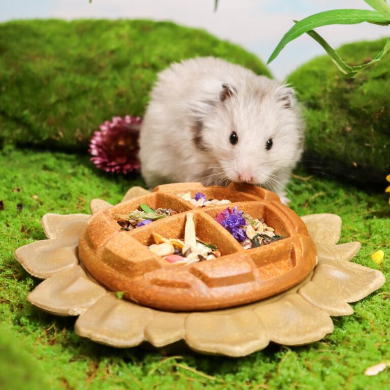 From Passive Bowl to Active Mind: Creative Feeder Ideas for Rabbits, Guinea Pigs & Rats
