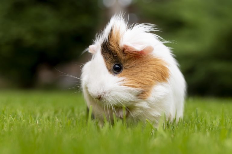 TEEWY: Your Trusted Partner for Small Animal Supplies Wholesale