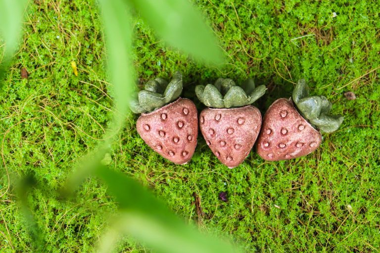 Adorable Strawberry-Shaped Chew Toys for Small Pets