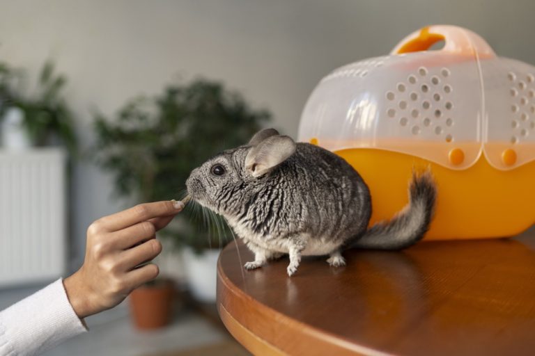 Chinchilla Enrichment: Unlocking a Happier, Healthier Pet with Fun & Chews