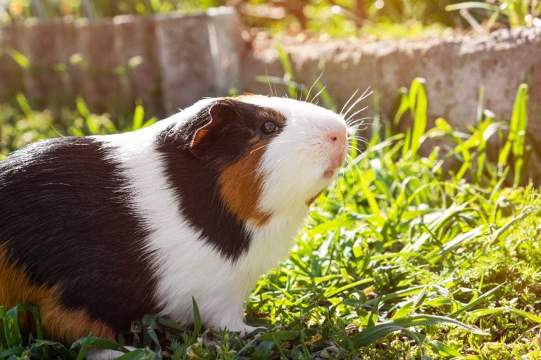 Rescue, Love,  Repeat: The Importance of Guinea Pig Adoption