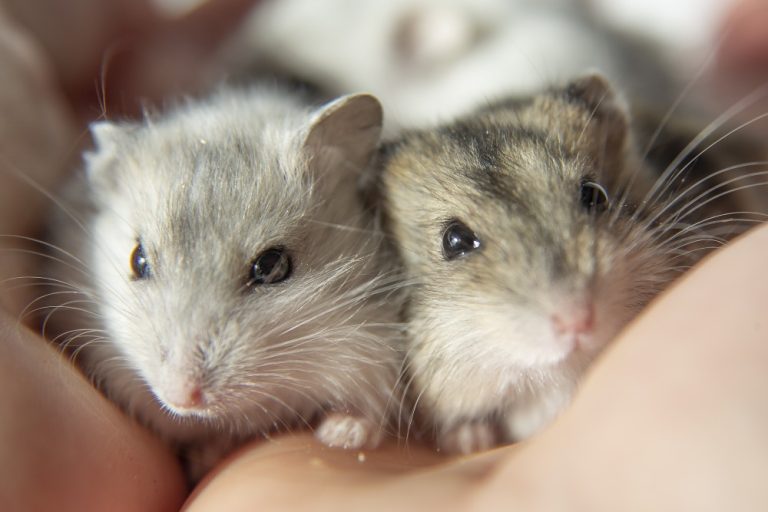 Premium Hamster Pet Supplies Contribute to a Happy Animal