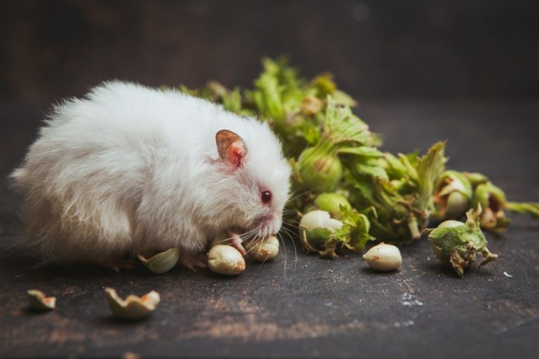 Fruit and Veggies for Hamsters: Healthy Diet & Enrichment with TEEWY Veggie Burst Chew Toy