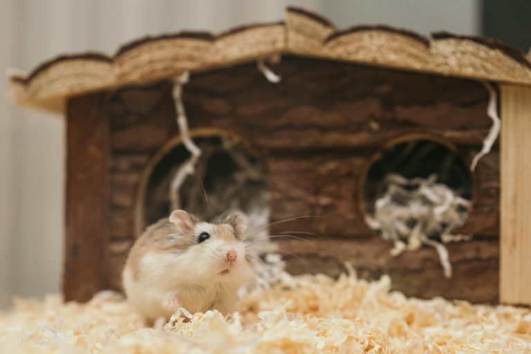How to Care for Your Hamster’s Nesting Behavior