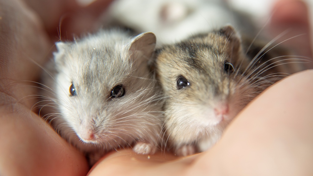 holding two hamsters
