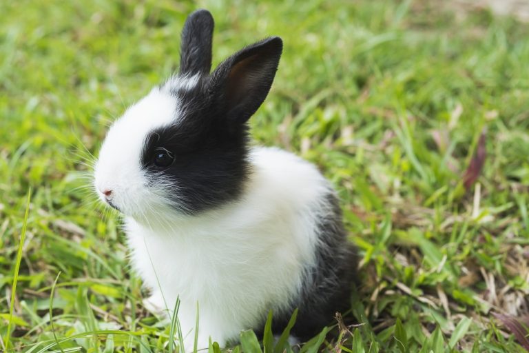 Understanding Your Small Pet: Decoding Common Behaviors and Sounds