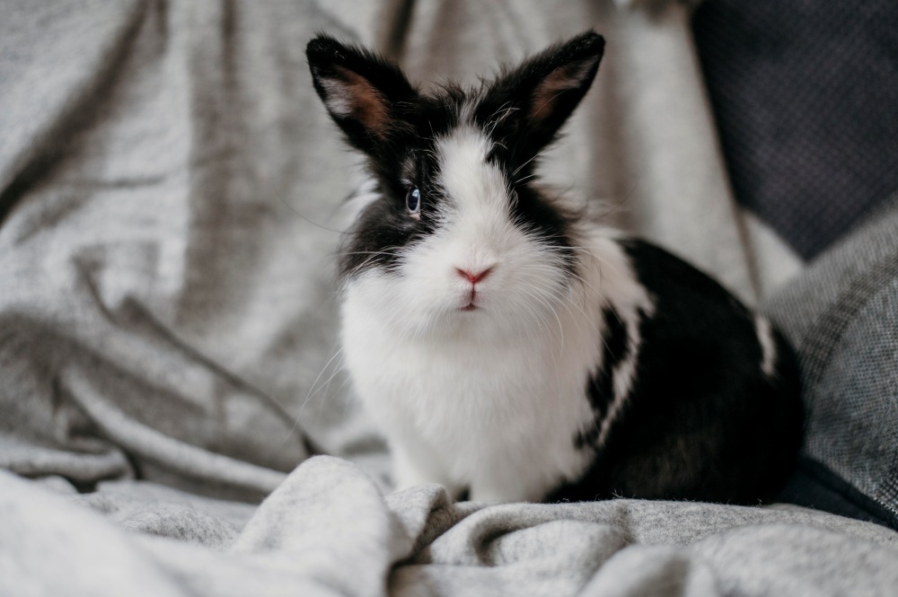 pet rabbit caring