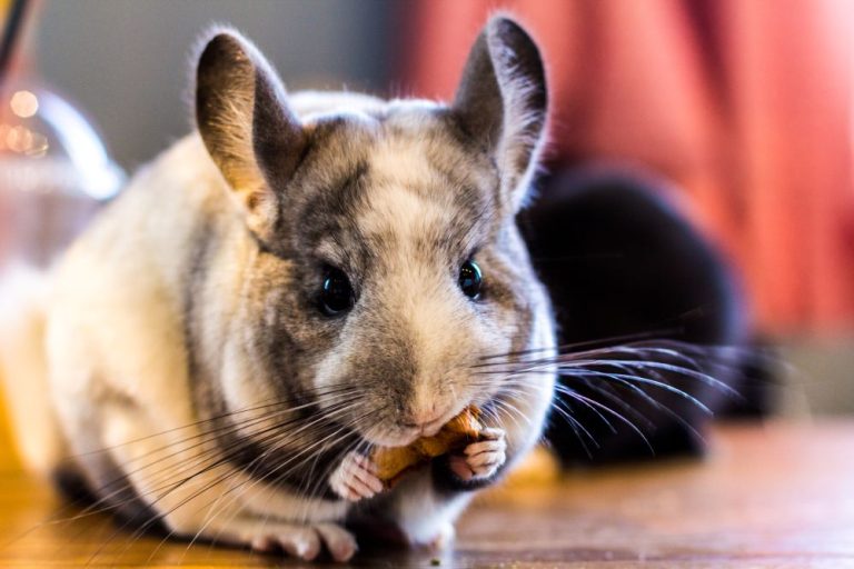 How to provide chinchilla enrichment: example of a stimulating cage environment with multiple activities.