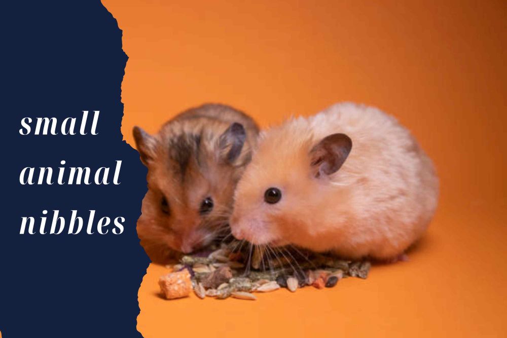 small animal nibbles