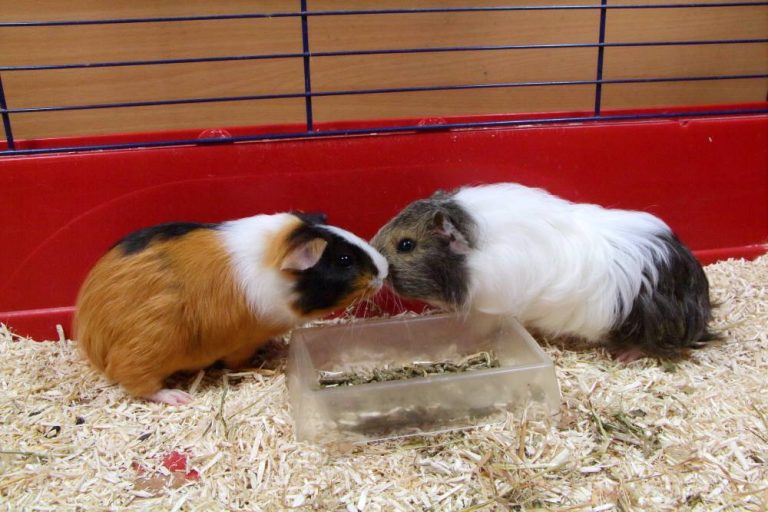 ‘Guinea Pigs’ Identity Misleading: The Curious Story Behind the Name