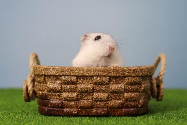 Hamster Enrichment Toys