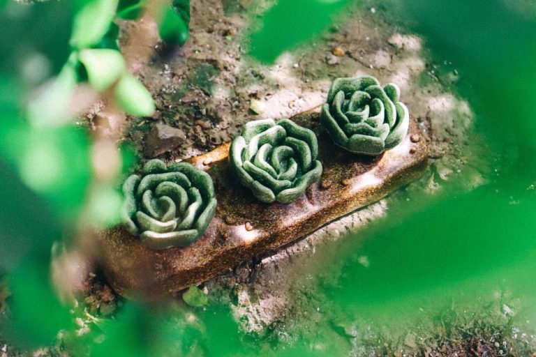 TEEWY Salad Lettuce Patch: Un'Innovazione Premiataa al Global Pet Expo 2025