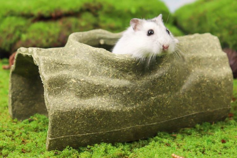 Why Small Animal Hideouts Matter — And TEEWY Natural Edible Hideaways You’ll Love