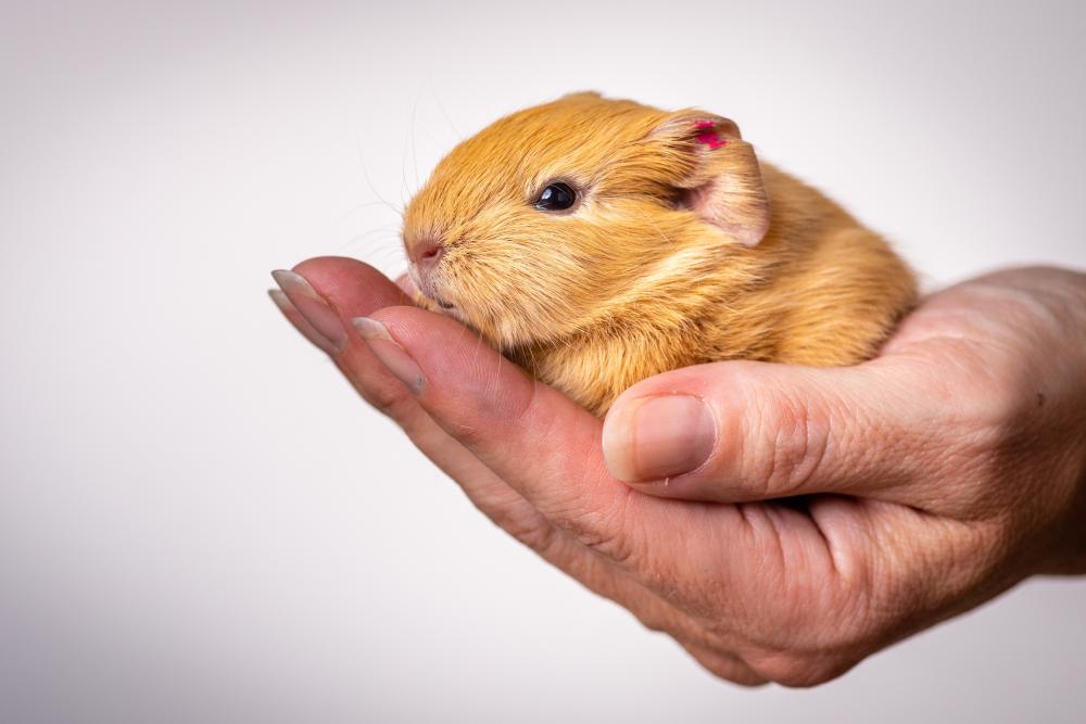 pocket pets