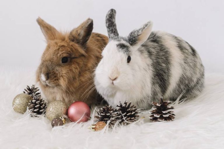 Christmas-Themed Timothy Toys: Festive Chewing Fun for Small Pets This December