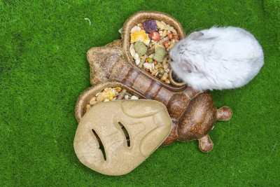 Edible Bee Feeder: Turn Hamster’s Mealtime into a Fun Adventure