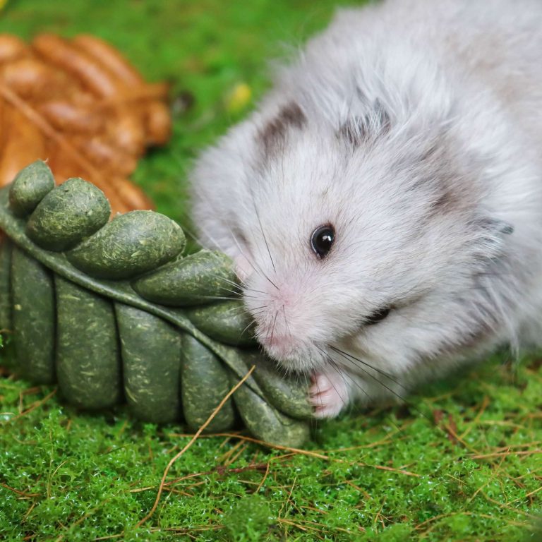 A guinea pig intently chewing a durable, edible toy to support dental health.