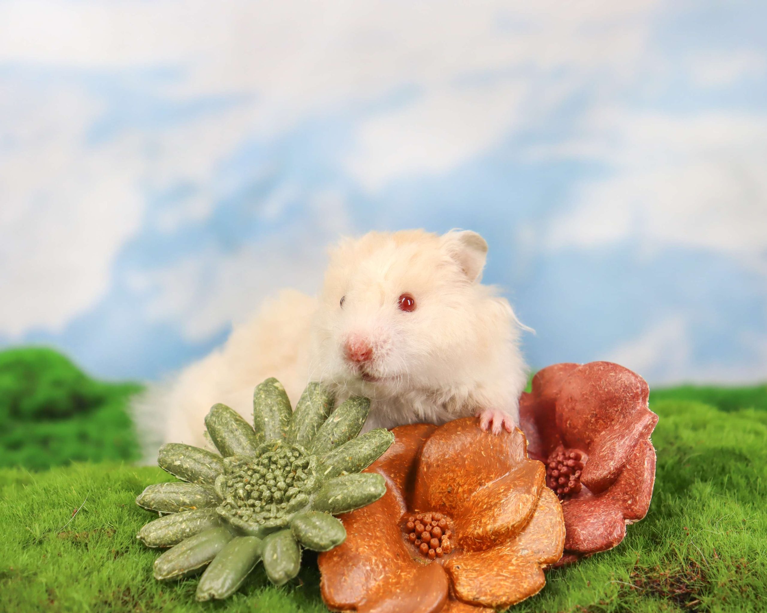 edible chew toys for small animals