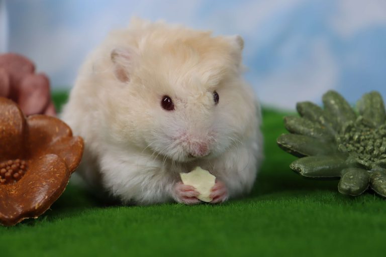 Chew-nication: What Your Pet’s Chewing Habits Reveal About Their Mood