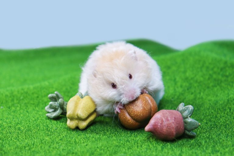 Nibble Fruit & Veg: The Edible Chew Toy That Turns Teeth Care Into Playtime!