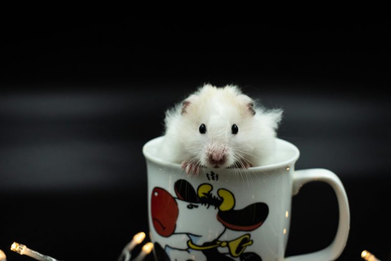 The Wild Instinct: How the Right Chew Toy Address a Rat’s Core Ethology