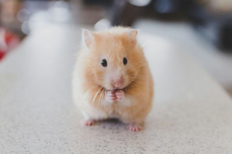 The First-Time Owner’s Guide: 5 Essential Steps to Prepare for Your Small Rodent Pet