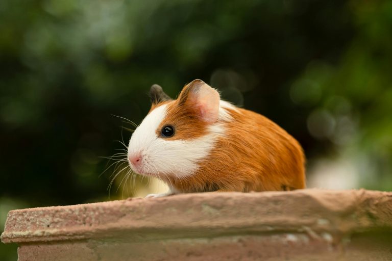 5 Best Rodent Pets for Beginners: A Complete Starter Guide