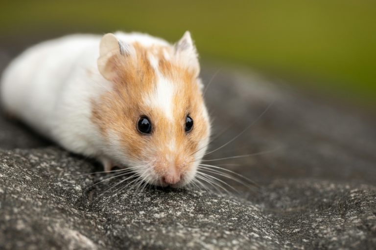 Should Hamsters Be Alone? Understanding Their  Solitary Nature