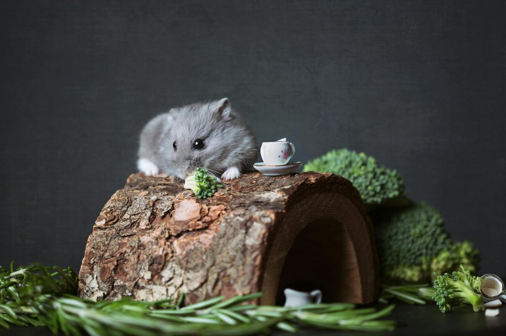 small rodent chew toy