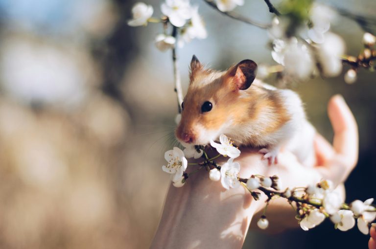Beyond the Cage: How Hamsters Recognize and Bond with Humans Through Sound and Scent