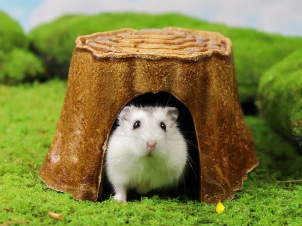 Hamster Enrichment Products: Supporting Their Wellbeing with Eco-Friendly, Multifunctional Solutions