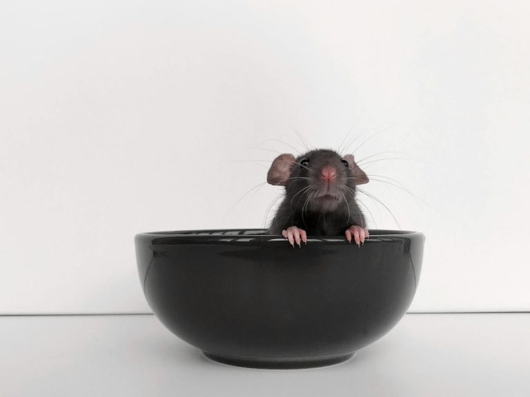 Pros and Cons of Fancy Rat as Domestic Pet