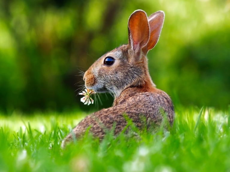 Spring Bunny Care: Fresh Habits for a Happy, Healthy Hopper