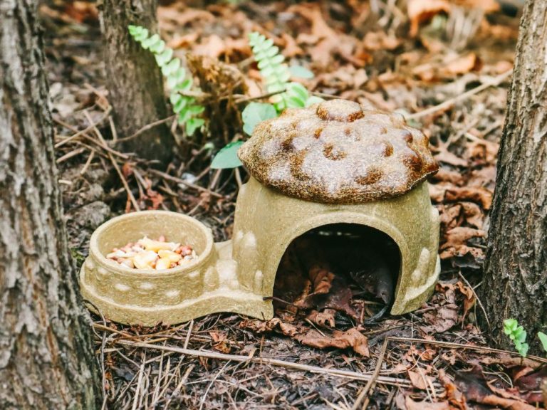More Than a Hideout: Why Your Hamster Needs a Natural House