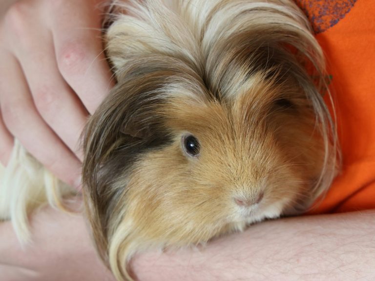 Guinea Pig Bath Tips: Less is More!