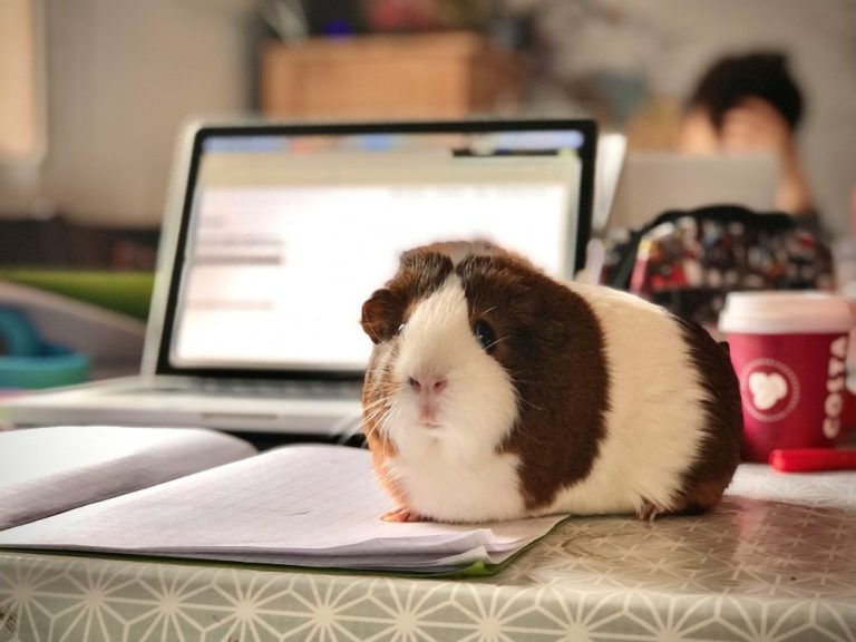 Happy Teeth, Healthy Guinea Pig: A Complete Guide to Dental Care
